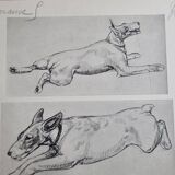 Illustrated plate, Studies of Terrier dogs, signed André Margat, 1930