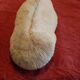 White coral fungia