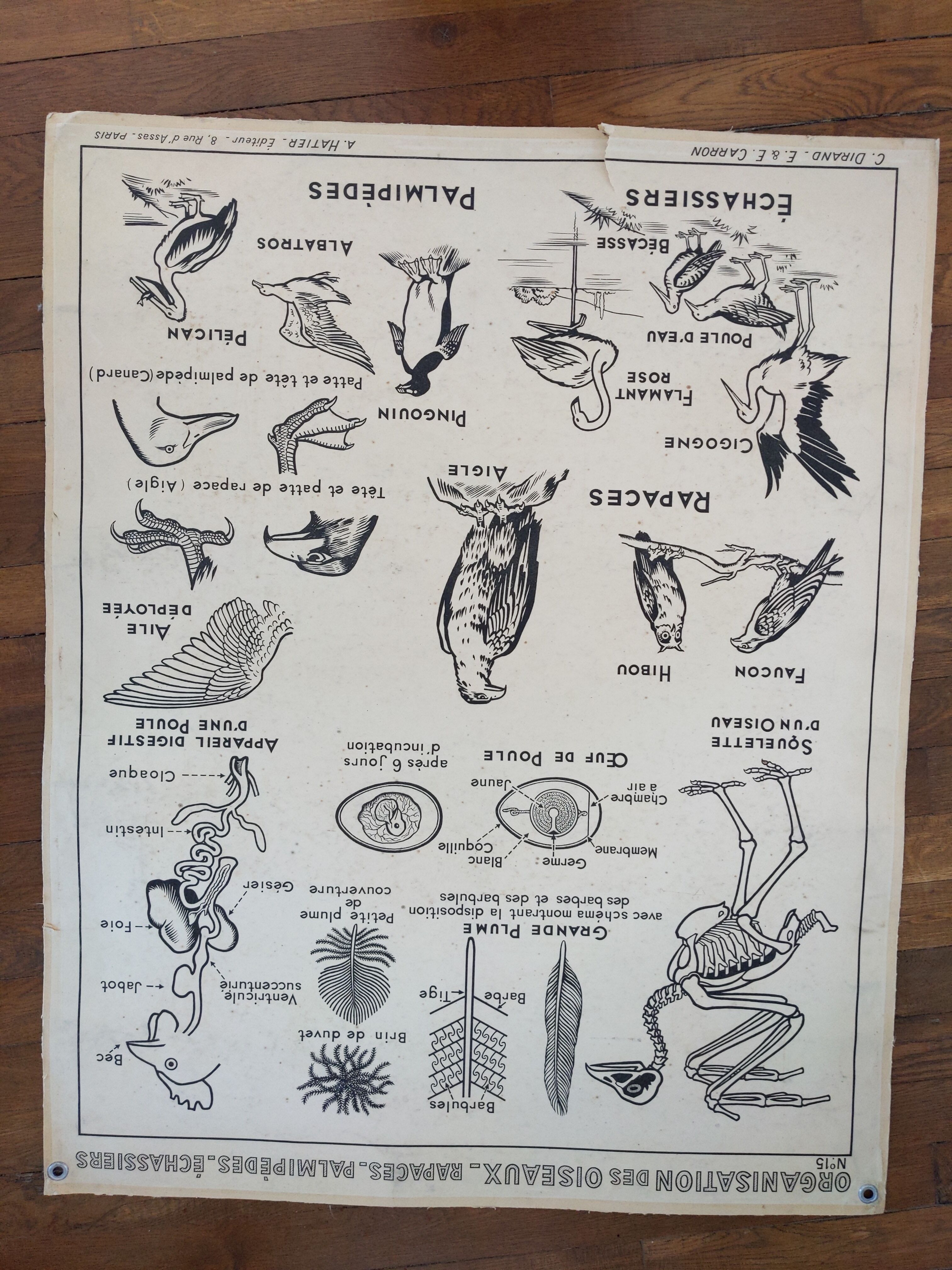 Old vintage educational school poster Hatier birds