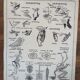 Old vintage educational school poster Hatier birds