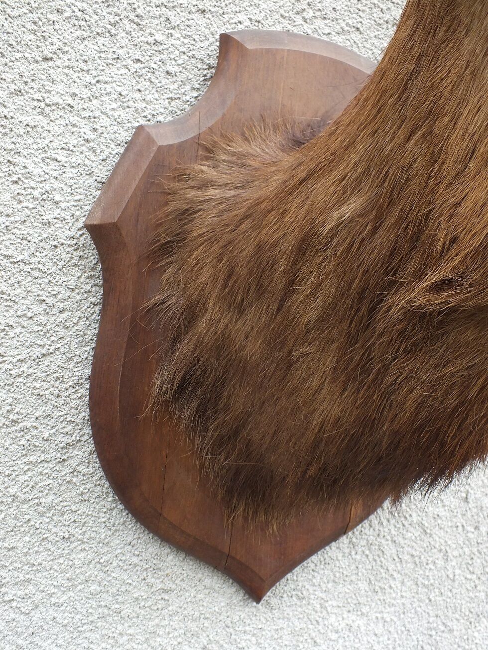 Naturalized deer head - hunting trophy