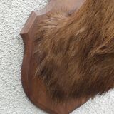 Naturalized deer head - hunting trophy