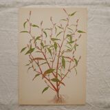 Set of 4 Geigy botanical boards