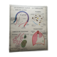 School poster Rossignol