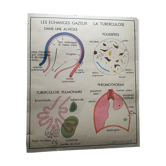 Affiche scolaire Rossignol - les echanges gazeux et la respiration