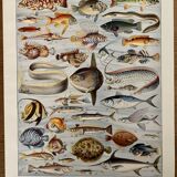 Lithographie gravure sur les poissons de 1928