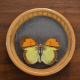 bamboo and glass butterfly tray + 4 coasters