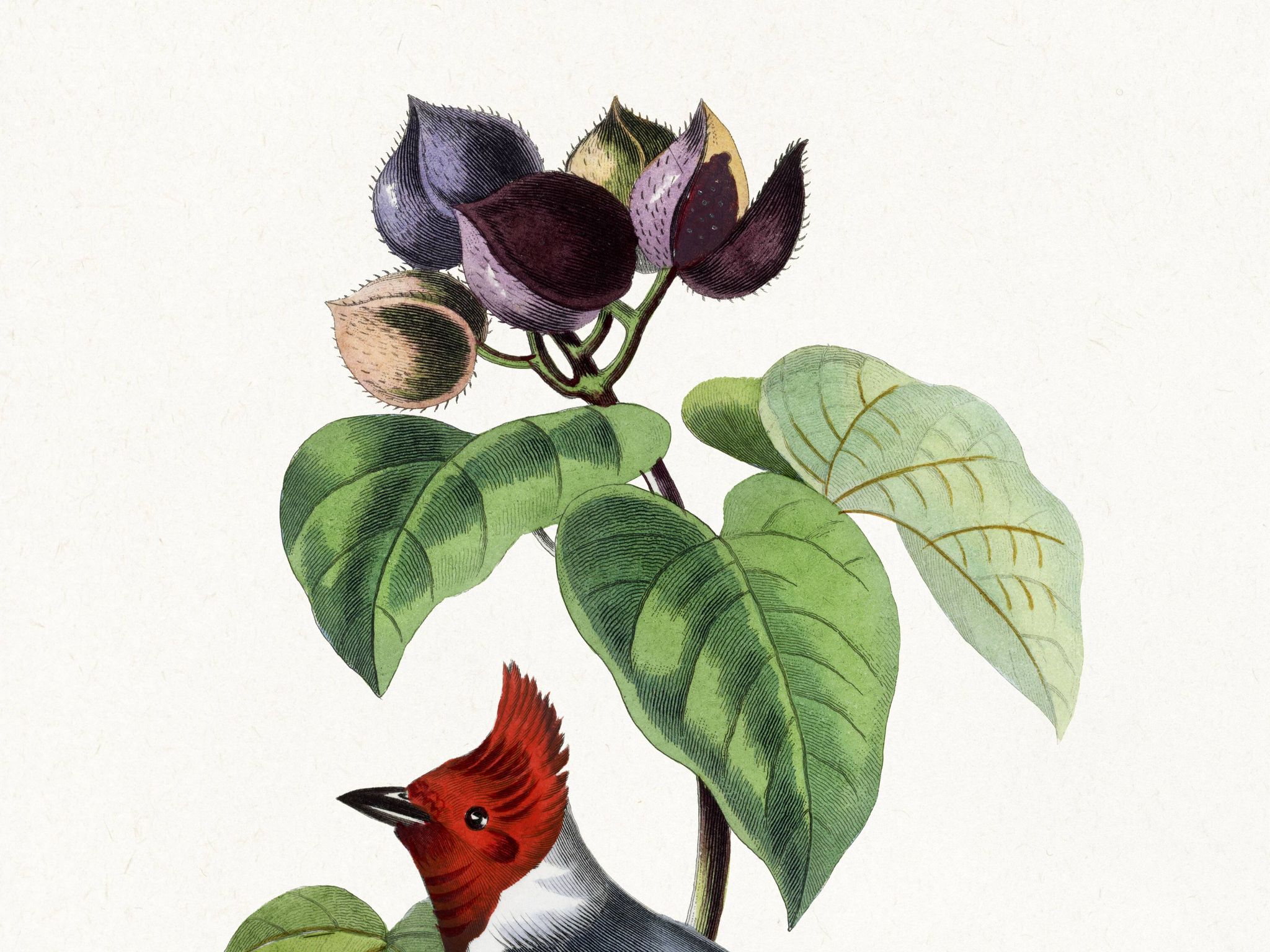 Poster for "the fringille pavane", based on an old engraving from 1842.