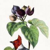 Poster for "the fringille pavane", based on an old engraving from 1842.