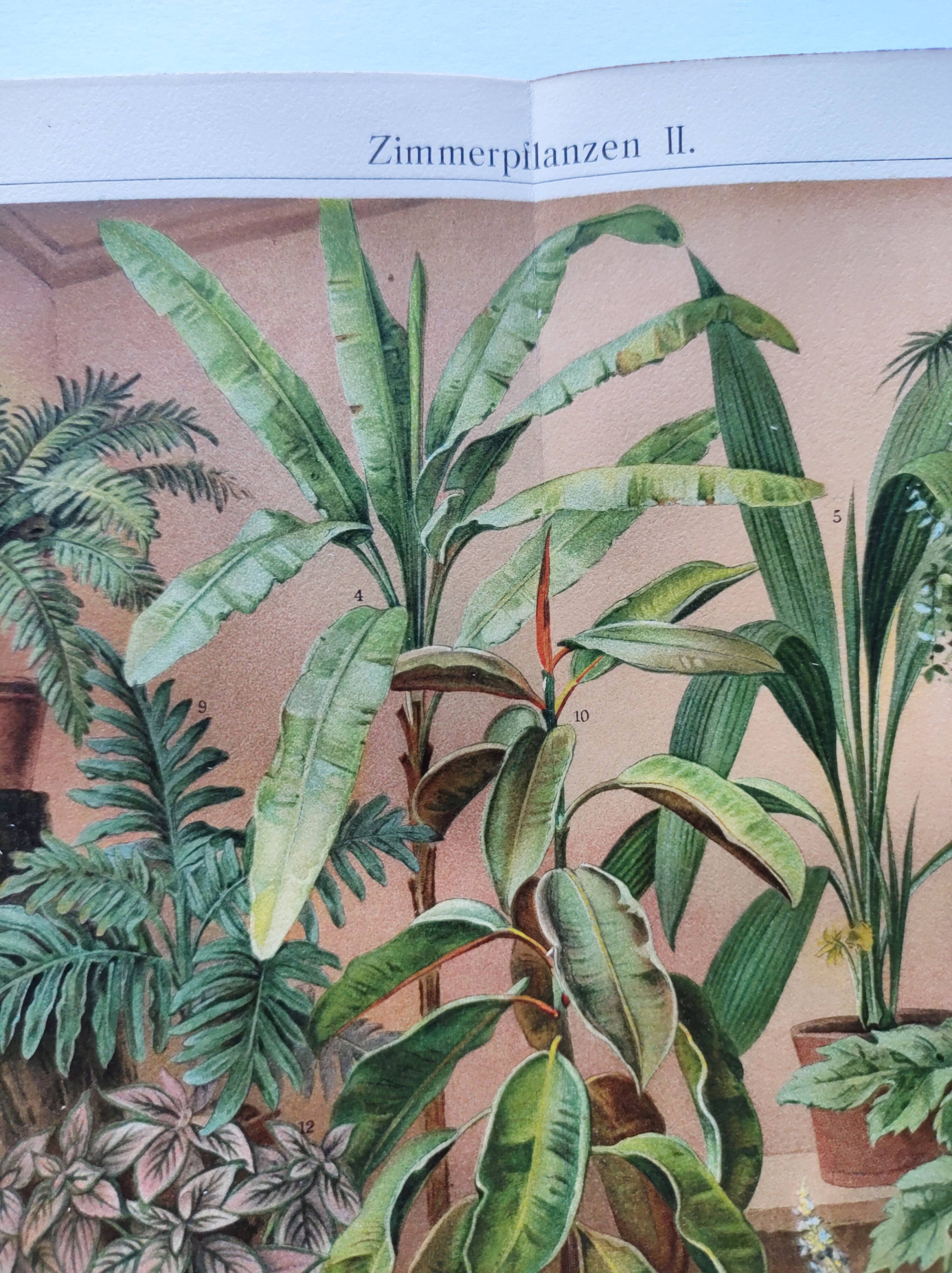 Botanical plate from 1909 - Flower and decorative plants (2) - German lithographic engraving