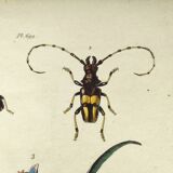 Gravure ancienne de 1838 -Plante Tradecantie et insecte- Planche coloriée à la main zoologique