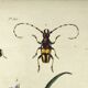 Old engraving from 1838 - Tradecantie plant and insect - Zoological hand-colored board