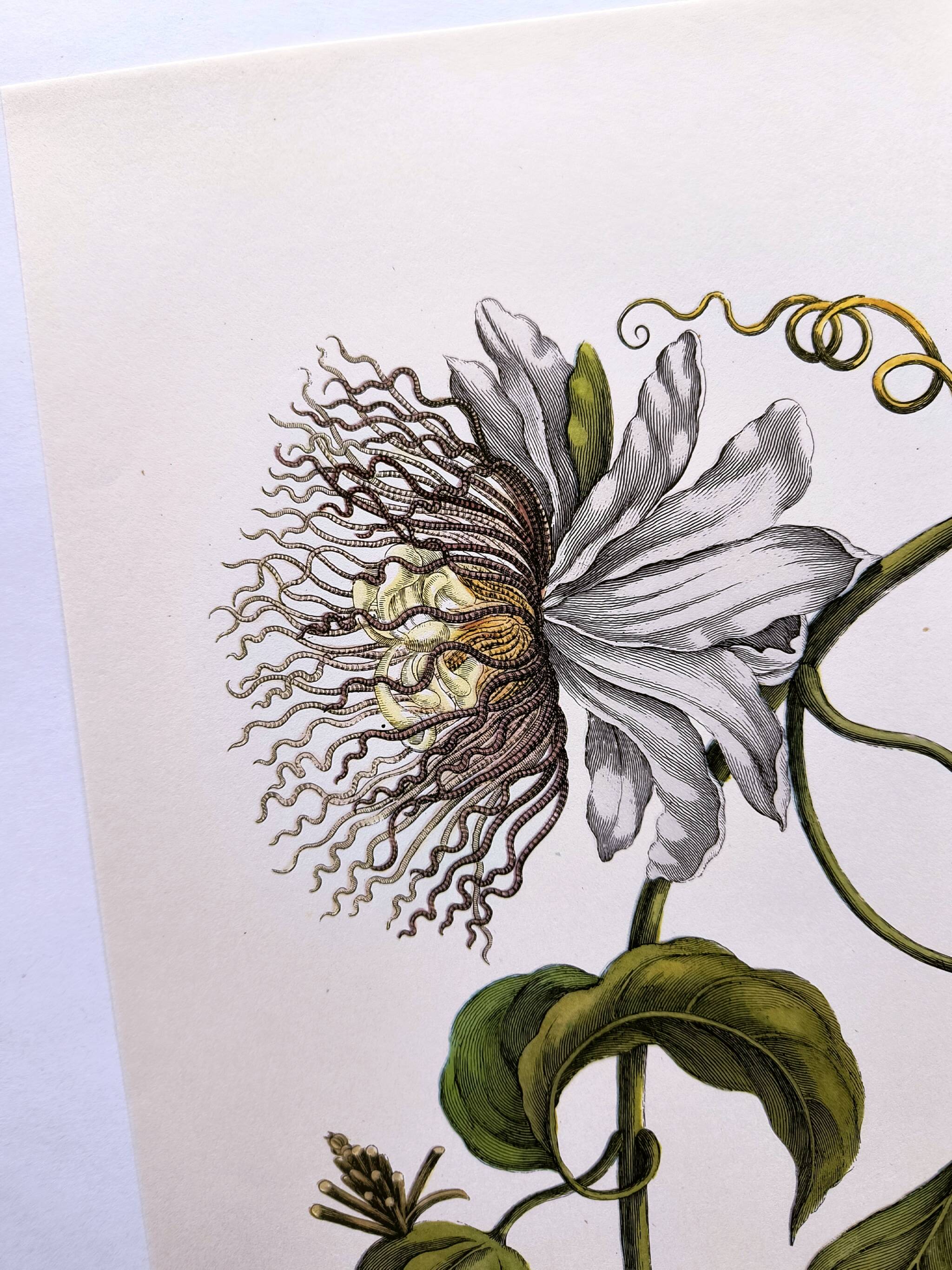 Vintage illustration. Passion flower by Merian - botanical plate