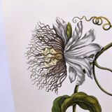 Vintage illustration. Passion flower by Merian - botanical plate