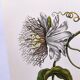 Vintage illustration. Passion flower by Merian - botanical plate