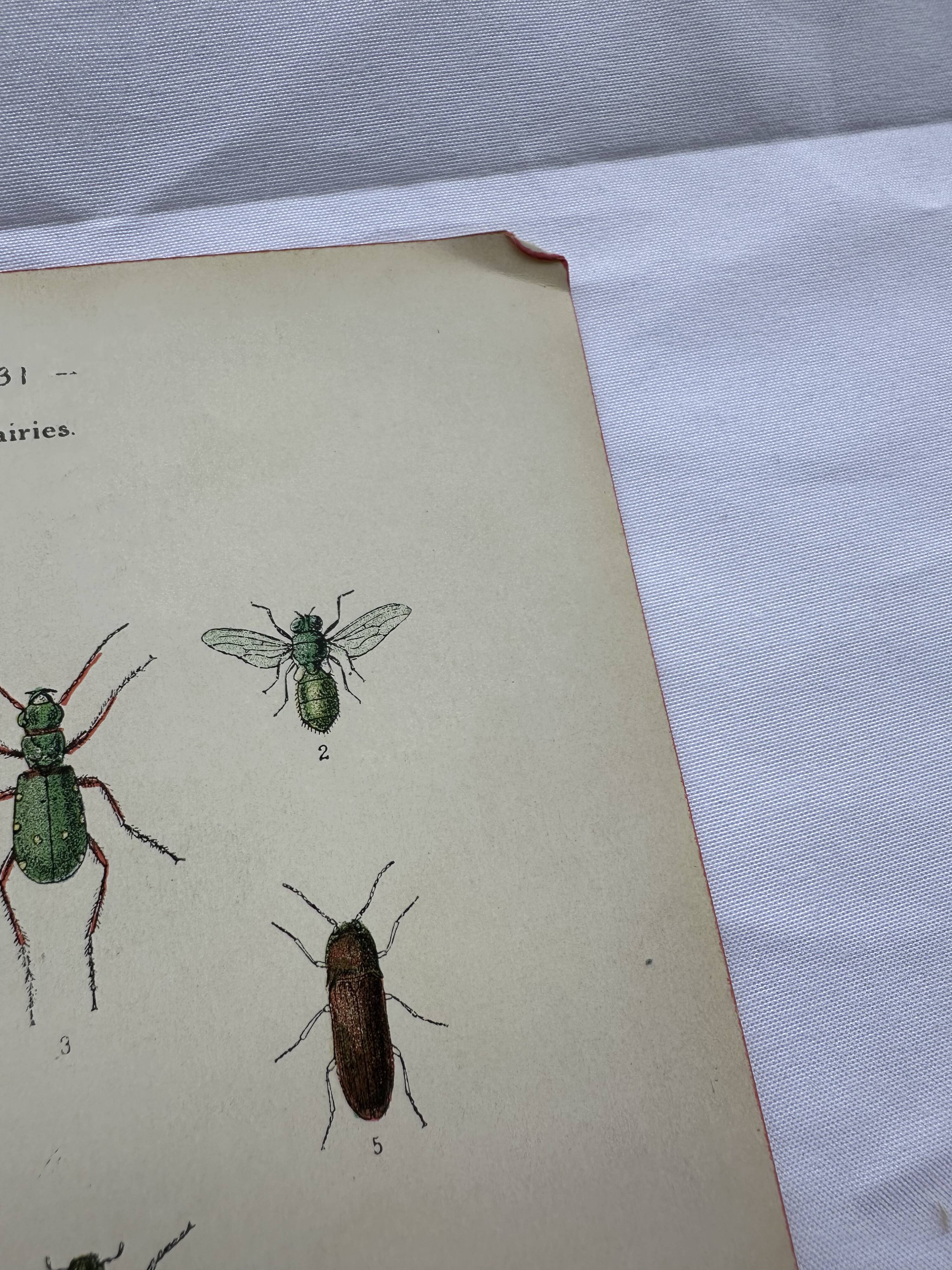 Botanical engraving vintage naturalist poster 1900