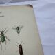 Botanical engraving vintage naturalist poster 1900