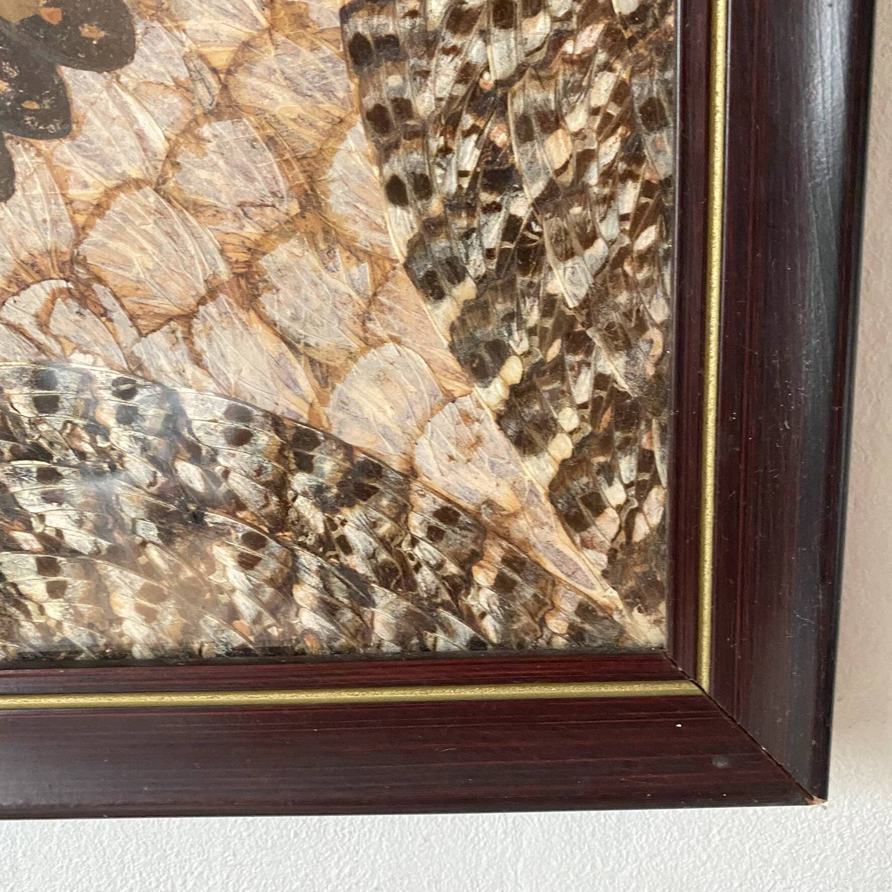 Vintage frame butterfly wings mosaic