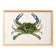 Poster on "the blue crab," based on an old lithograph from 1842.