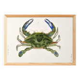 Affiche sur « le crabe bleu », d’après une lithographie ancienne de 1842.