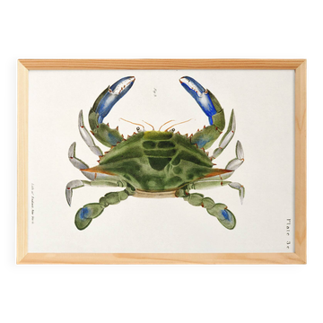 Poster on "the blue crab," based on an old lithograph from 1842.