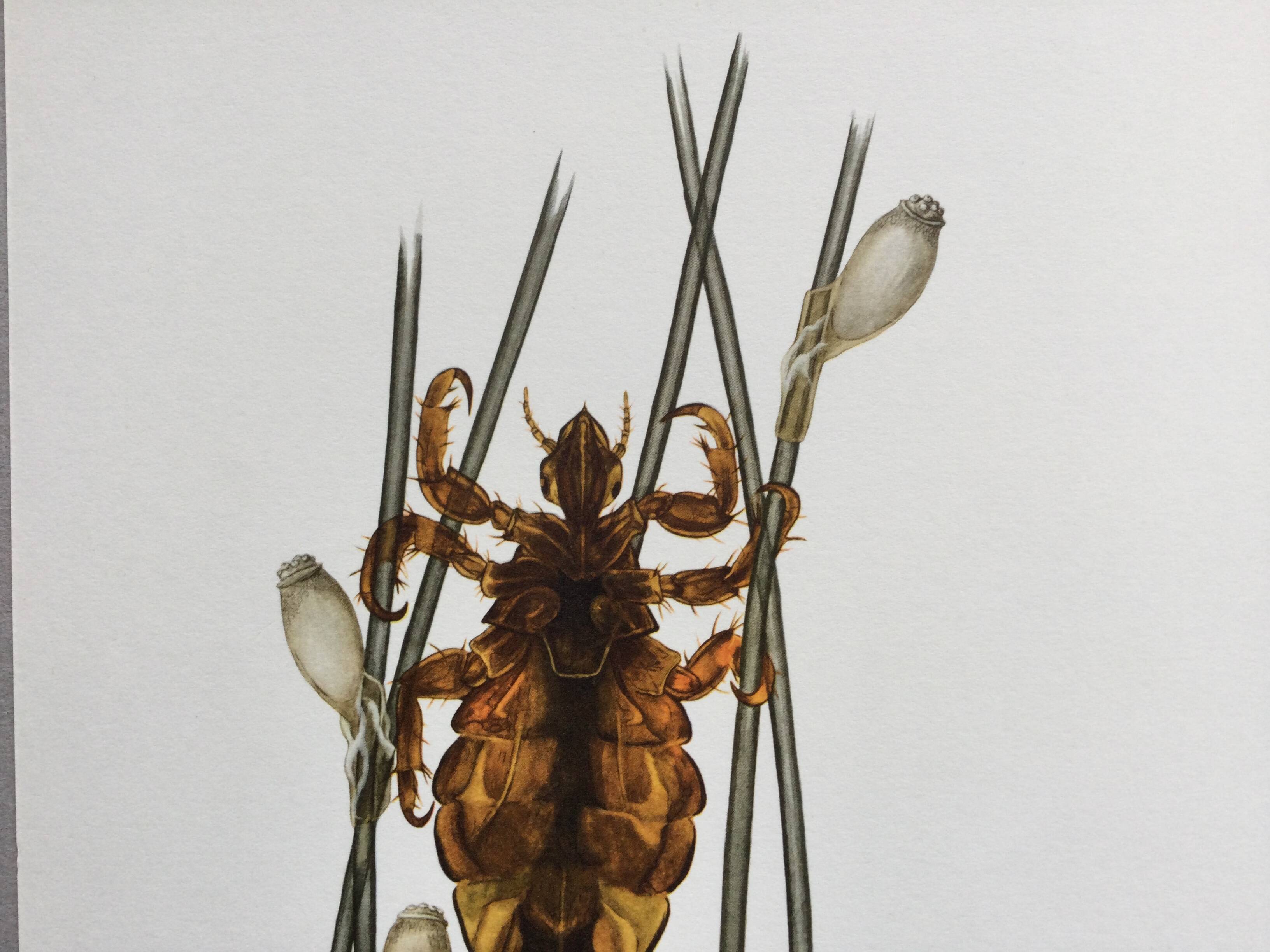 Old illustration "insects", 1960s.