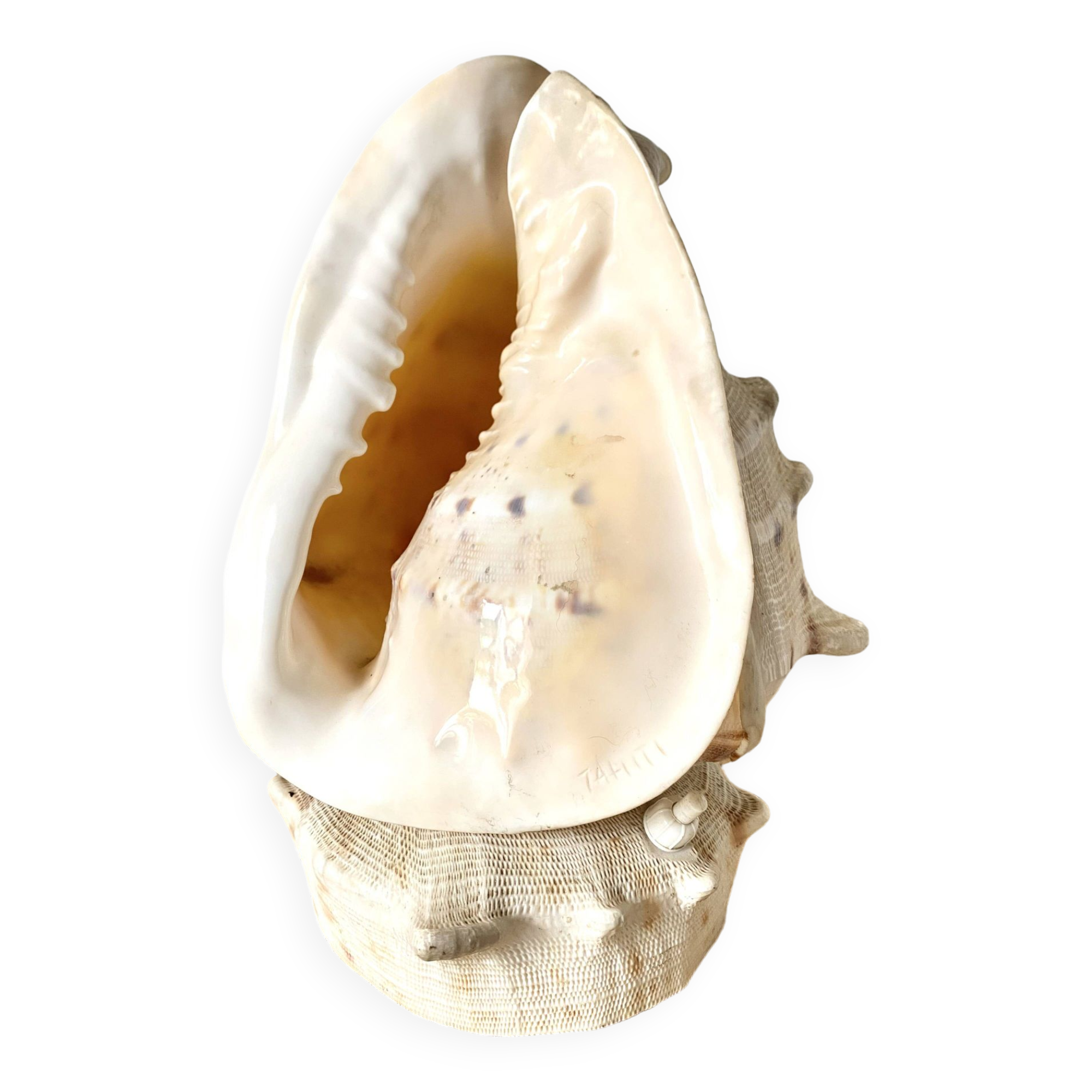 Lampe veilleuse en coquillage casque royal Tahiti