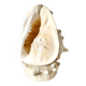 Lampe veilleuse en coquillage casque royal Tahiti