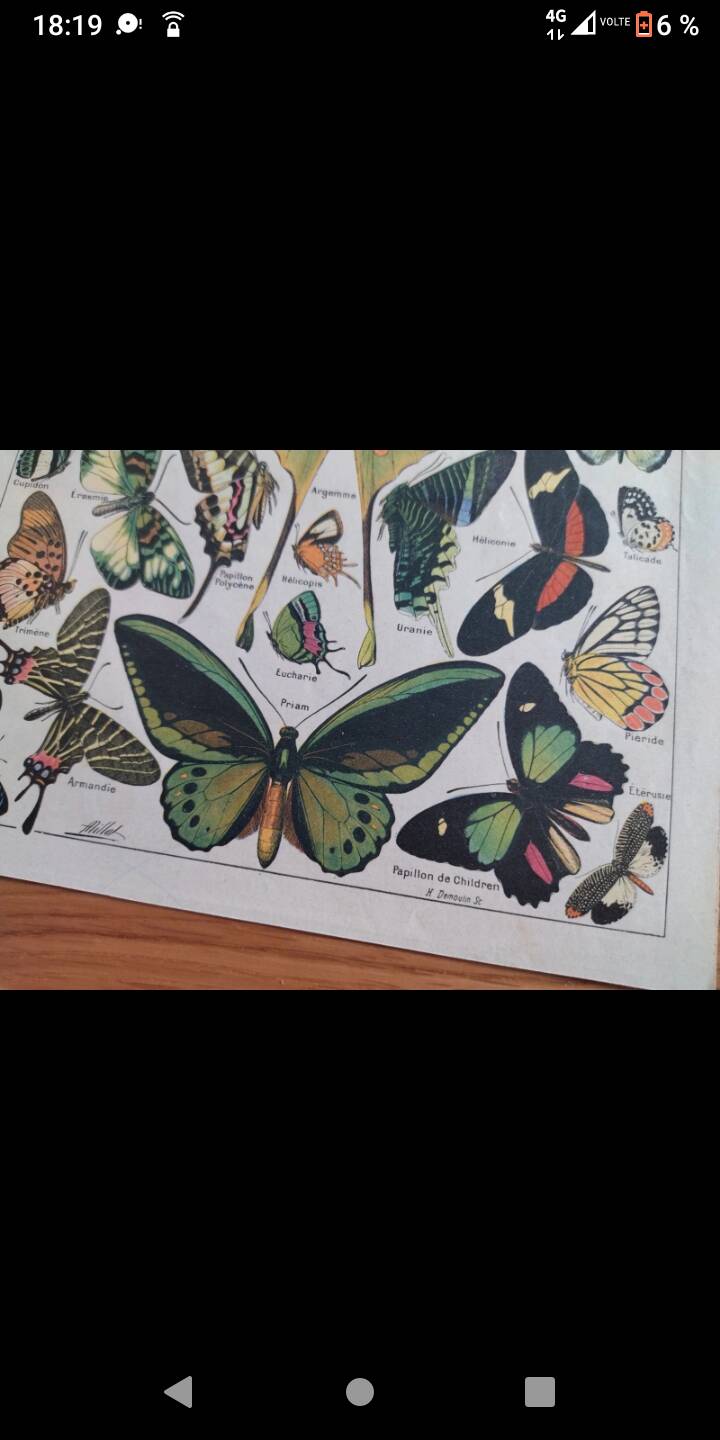 Lithograph old engraving 1900s illustrator Millot