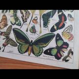 Lithograph old engraving 1900s illustrator Millot