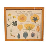 Affiche scolaire sur le bouton d'or et la tulipe