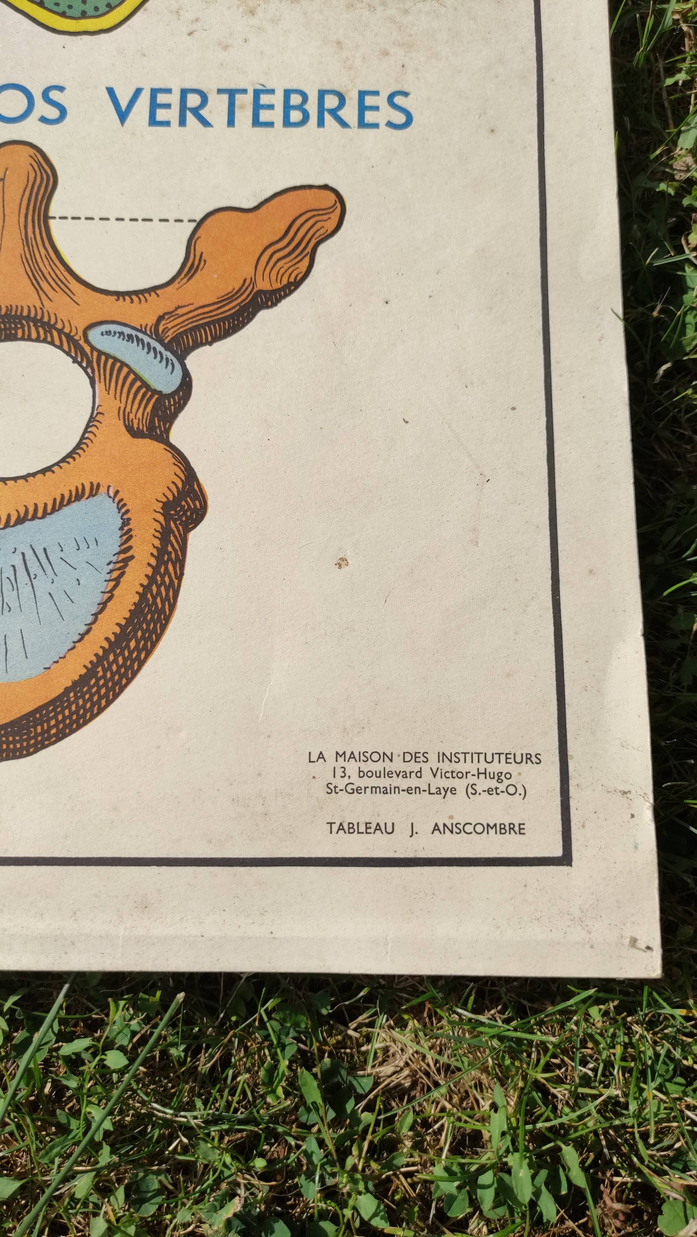 Educational poster on the skeleton and joints