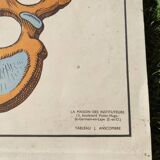 Educational poster on the skeleton and joints