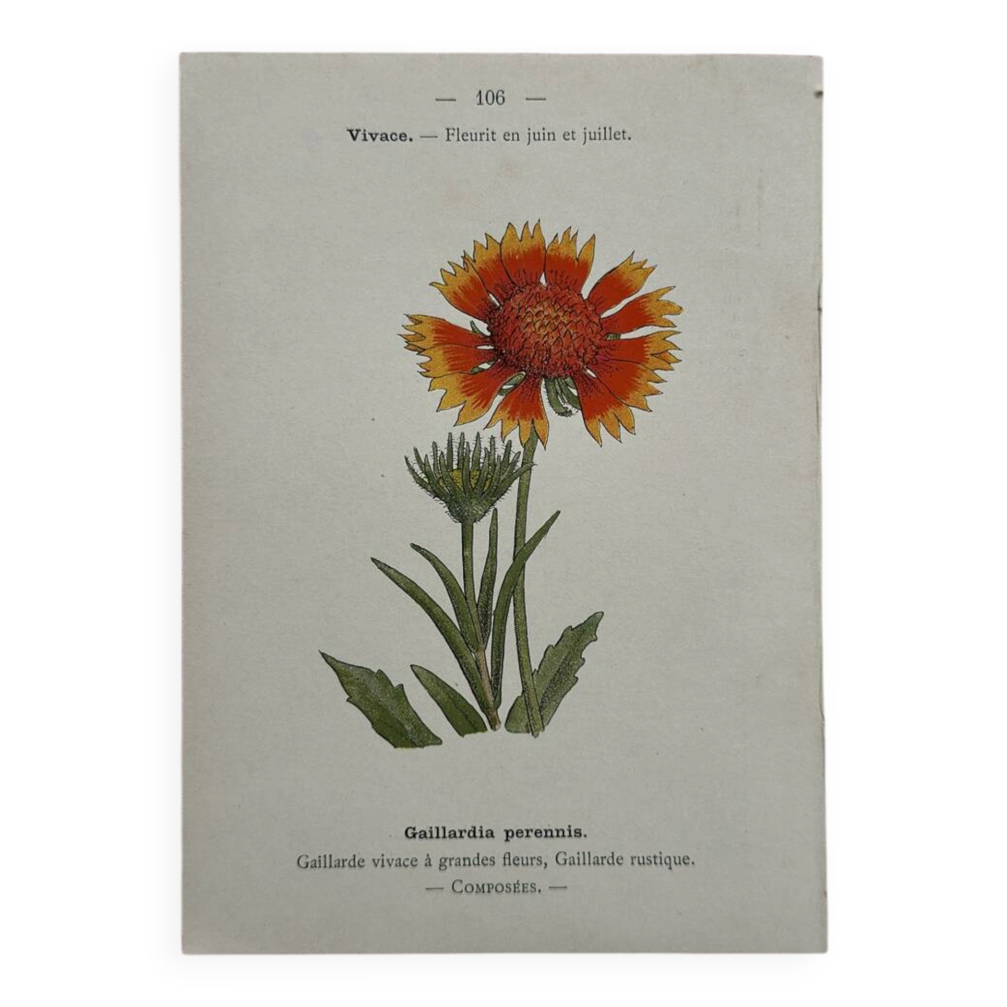 Botanical Plate 1800 Old Naturalist Engraving 19th Century Double-Sided