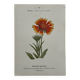 Botanical Plate 1800 Old Naturalist Engraving 19th Century Double-Sided