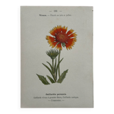 Botanical Plate 1800 Old Naturalist Engraving 19th Century Double-Sided