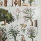 Lithographie sur les arbres de 1928 "épicéa"