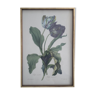 Tulip engraving of gardens by Van Spaendonck