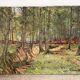 Soignes Forest, oil on canvas signed