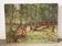 Forêt de Soignes, huile sur toile signée