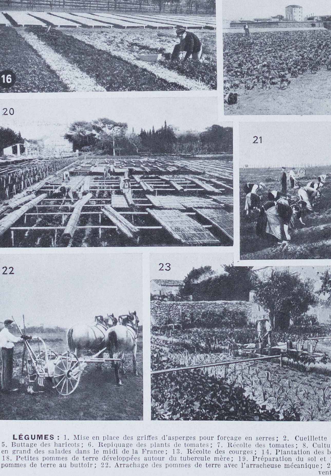 Botanical treasure of the 1930s: illustrated plate of forgotten vegetables.