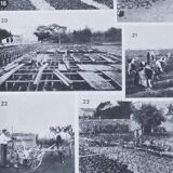 Botanical treasure of the 1930s: illustrated plate of forgotten vegetables.