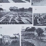Botanical treasure of the 1930s: illustrated plate of forgotten vegetables.