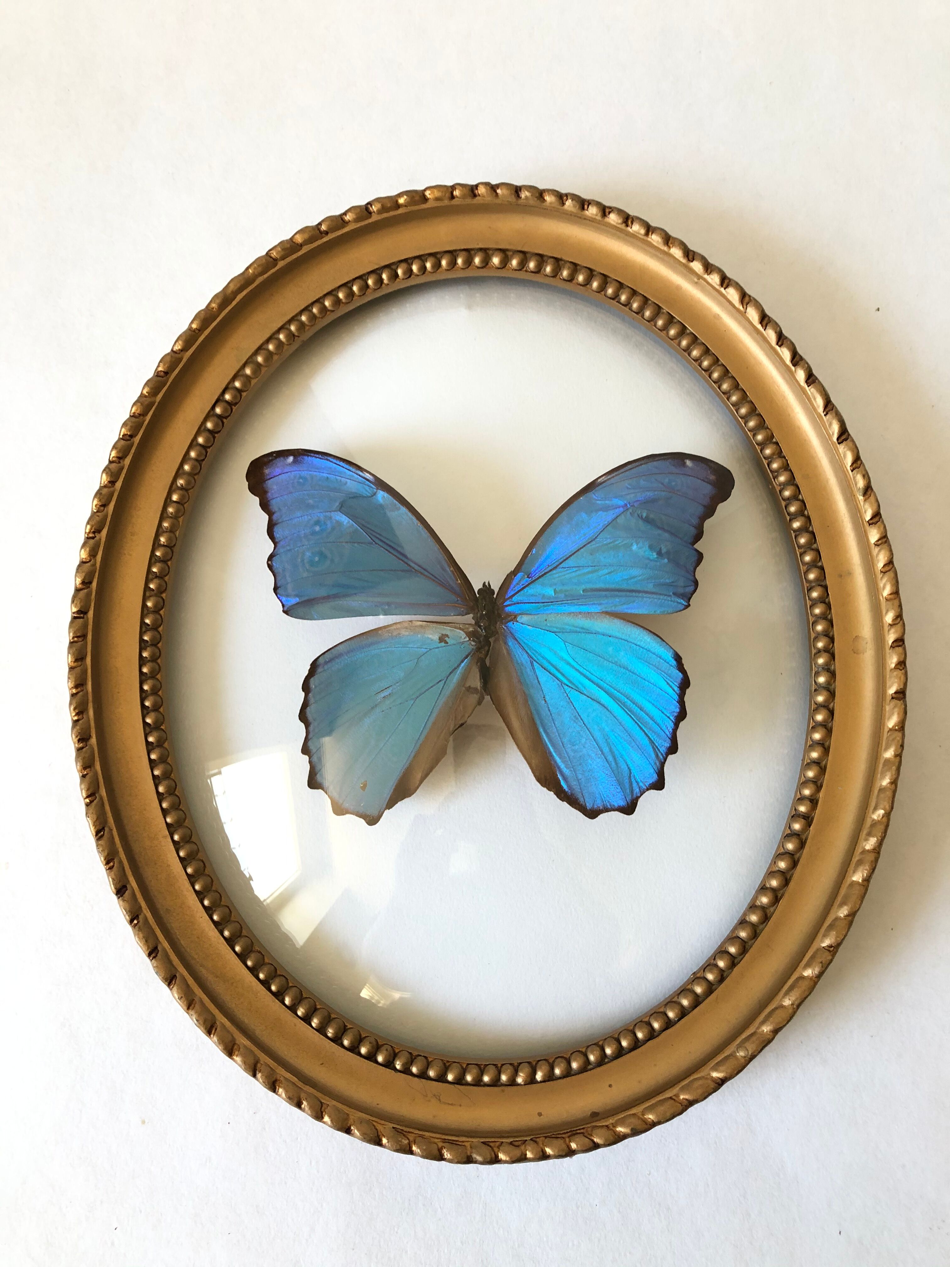 Naturalized butterfly oval bulging frame