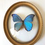 Naturalized butterfly oval bulging frame