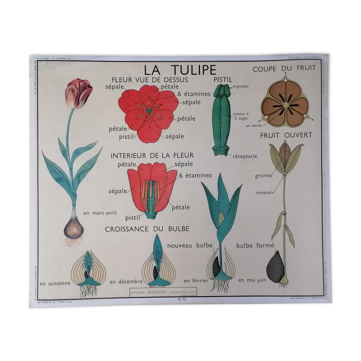 Vintage rossignol school educational poster - the tulip and the golden button