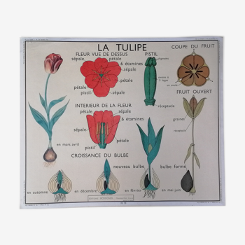 Affiche pédagogique scolaire rossignol vintage - la tulipe et le bouton d'or