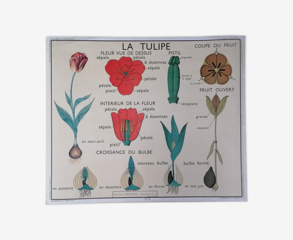 Affiche pédagogique scolaire rossignol vintage - la tulipe et le bouton d'or