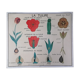 Vintage rossignol school educational poster - the tulip and the golden button