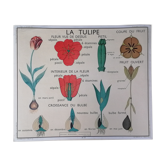 Vintage rossignol school educational poster - the tulip and the golden button